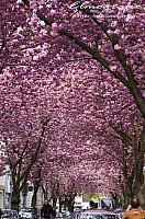 IMGP0439