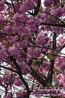 IMGP0444-500