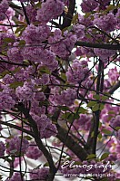 IMGP0444